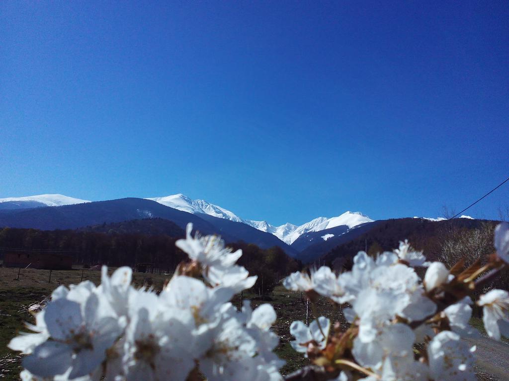 Casa Muntelui - Sambata Pension Sîmbăta de Sus Buitenkant foto